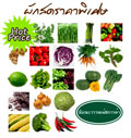 www.ส่งผัก.com-โทร.084-388-2988-