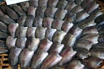 ขายส่งปลาสลิดแดดเดียวบางบ่อ-ราคาถูก-เริ่มต้นแค่-100-บาท_กก.