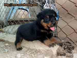 ขาย-ลูกร็อตไวเลอร์-rottweiler-e-litter-จิตประสาทเยี่ยม-ฟาร