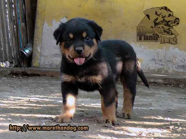 ขายลูกร็อตไวเลอร์rottweilerf-litterสายเลือดดี-โครงสร้างใหญ