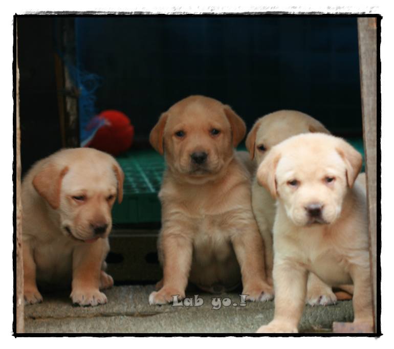 ขายลูกสุนัขลาบราดอร์ Labrador