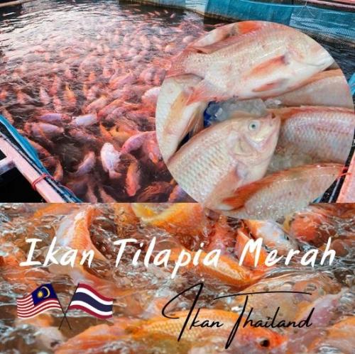 kedai-ikan-thailand-menjual-semua-produk-ini.-ikan-thailand-