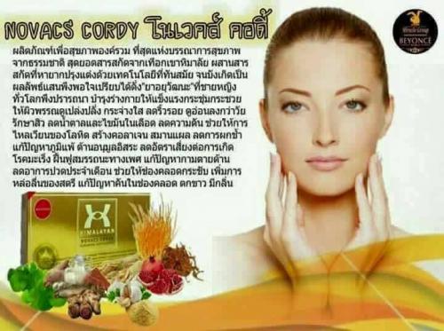 himalayan-novacs-cordy