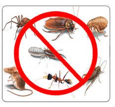 รับจ้างกำจัดแมลงรำคาญ-ทุกชนิด-ด้วยตัวยากลิ่นอ่อน-สูตรตายยกรั