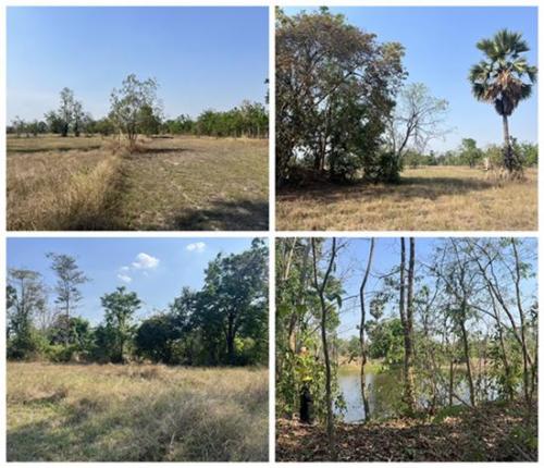 ขายที่ดิน-ห่างเมืองเก่าสุโขทัย-10-กิโลเมตร-เป็นที่นา-มีบ่อน้